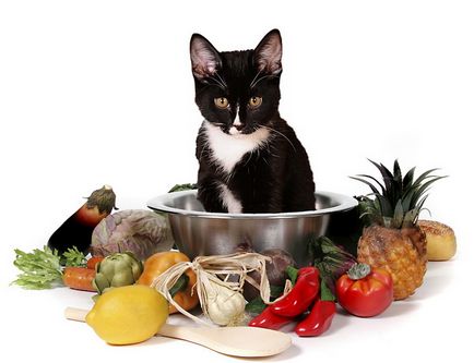 Alimente de casa pentru pisici cu mainile lor toate argumentele pro si contra, retete, sfaturi