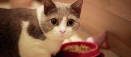 Домашня їжа для кішок своїми руками все за і проти, рецепти, поради