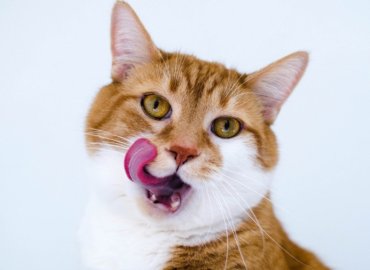 Alimente de casa pentru pisici cu mainile lor toate argumentele pro si contra, retete, sfaturi
