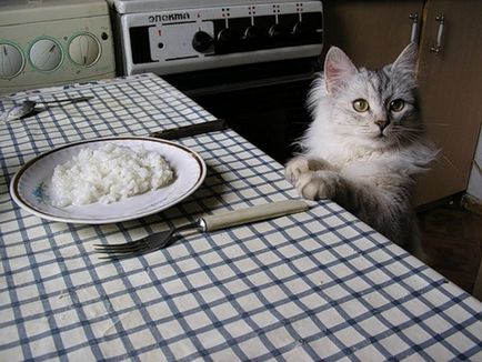 Домашня їжа для кішок своїми руками все за і проти, рецепти, поради