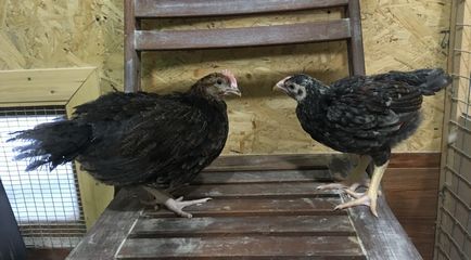 Dorking csirkék tenyészteni leírás, fényképek, értékelések és tanácsot a mezőgazdasági termelők a használati és karbantartási