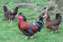 Dorking csirkék tenyészteni leírás, fényképek, értékelések és tanácsot a mezőgazdasági termelők a használati és karbantartási
