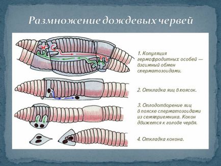 Дощові черв'яки значення, зовнішнє і внутрішнє будова тіла, опис з фото і малюнками, спостереження