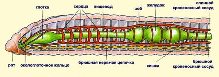 Дощові черв'яки значення, зовнішнє і внутрішнє будова тіла, опис з фото і малюнками, спостереження