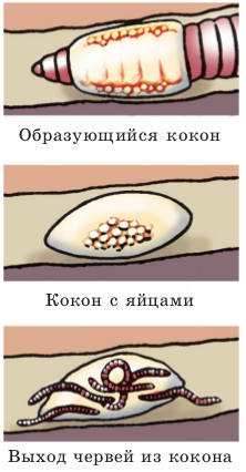 Дощові черв'яки значення, зовнішнє і внутрішнє будова тіла, опис з фото і малюнками, спостереження