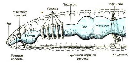 Semnificația erbicidelor, structura internă și externă a corpului, descrierea cu fotografie și imagini, observație