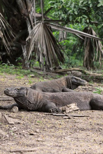 Dragoni de pe insula Komodo