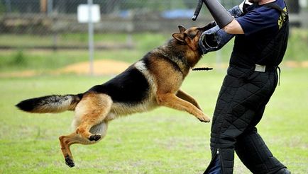 Formator de câine-bodyguard sau gardian în Moscova și suburbii, câine inteligent