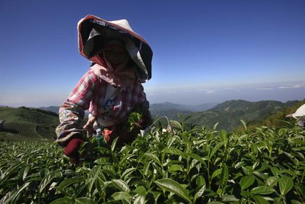 Dong din Oolong (oolong fagy csúcs) - teaterra, teaterra (csúcs) Dong din Oolong (oolong fagy csúcs) - teaterra, teaterra