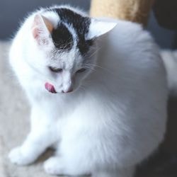 Екзема вушної раковини у кішок, симптоми, лікування - все про котів і кішок з любов'ю