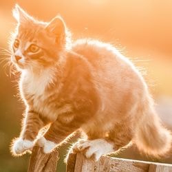 Eczema auriculei la pisici, simptome, tratament - totul despre pisici si pisici cu dragoste