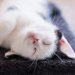 Екзема вушної раковини у кішок, симптоми, лікування - все про котів і кішок з любов'ю