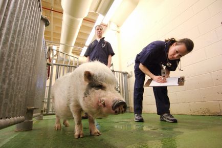 Instrucțiuni pentru utilizare în medicina veterinară și o descriere detaliată a preparatului