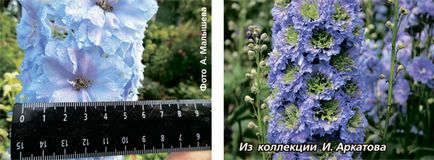 Elite Delphiniums