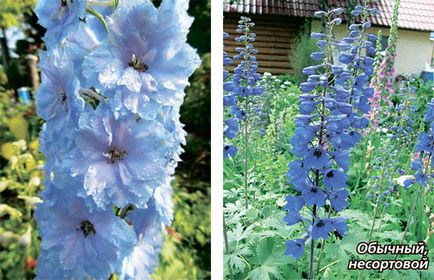 Elite Delphiniums