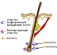 Евкапіл, як працює евкапіл (eucapil), механізм дії евкапіла, средсво від облисіння евкапіл,