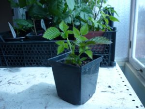 Ezhemalina plantare și îngrijire tayberry, descrierea taybery a soiului