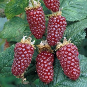 Ezhemalina plantare și îngrijire tayberry, descrierea taybery a soiului