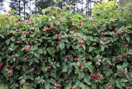 Blackberry Tayberry este un hibrid minunat de zmeură și mure.