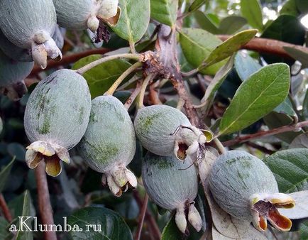 Feijoa - proprietăți utile și vindecătoare, deoarece există feijoa și cum se aplică, foto