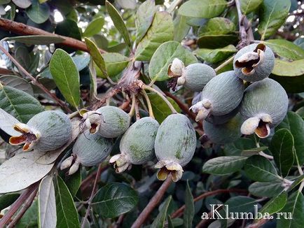 Feijoa - proprietăți utile și vindecătoare, deoarece există feijoa și cum se aplică, foto