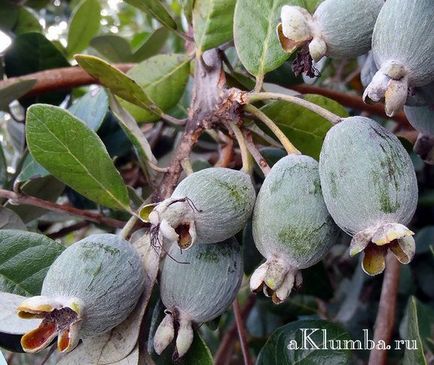 Feijoa - proprietăți utile și vindecătoare, deoarece există feijoa și cum se aplică, foto