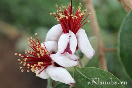 Feijoa - полезни и лечебни свойства, както е Feijoa и как да се прилагат, снимки