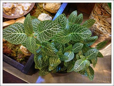 Fittonia (fittonia)