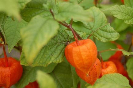 Physalis Cultivarea și îngrijirea legumelor