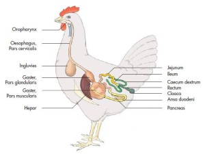 Fiziologia digestiei păsărilor agricole