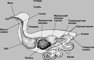 Фізіологія травлення сільськогосподарських птахів