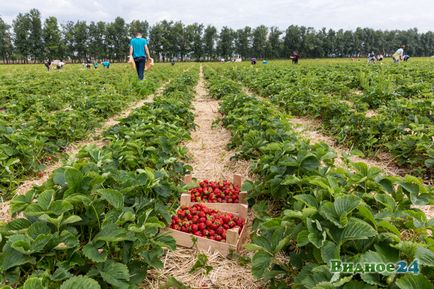 Фоторепортаж зі збору полуниці в радгоспі імені Леніна, новини