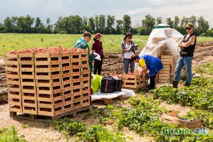 Фоторепортаж зі збору полуниці в радгоспі імені Леніна, новини