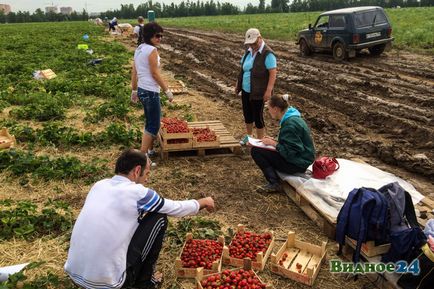 Photoreport din colecția de căpșuni din statul Lenin, știri