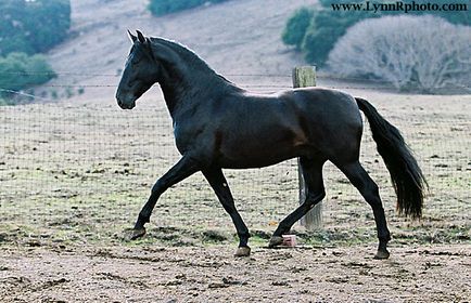 Фризька порода коней відео, фото, історія та опис
