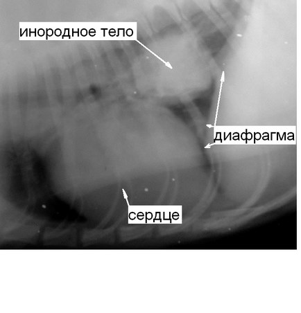 Гастроскопия у собак і кішок сторонні предмети в стравоході і шлунку