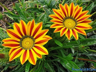 Gazania plantare și îngrijire