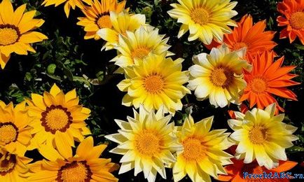 Gazania plantare și îngrijire