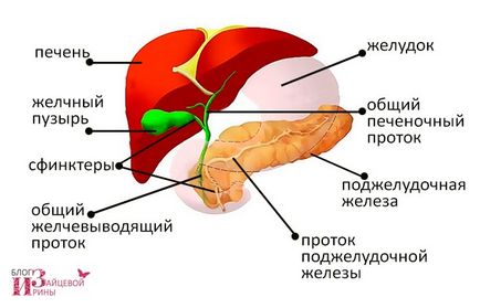 Unde este vezica biliară