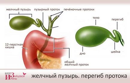 Де знаходиться жовчний міхур