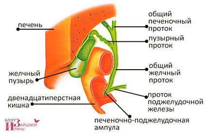 Де знаходиться жовчний міхур