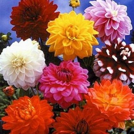 Dahlias pentru tăiere