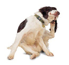 Dog Care jelenlétében a házban egy csecsemő, ötletek (cikk kutya) Dog Care jelenlétében a házban egy csecsemő, ötletek