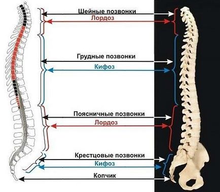 Гіперлордоз шийного відділу хребта причини виникнення, симптоми