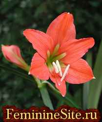 Hippeastrum - cultivarea, îngrijirea, reproducerea, bolile și dăunătorii