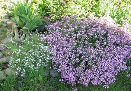 Gypsophila târâtoare plantare și îngrijire, fotografie