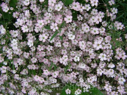 Gypsophila târâtoare plantare și îngrijire, fotografie