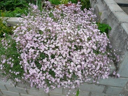 Gypsophila târâtoare plantare și îngrijire, fotografie