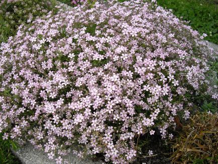 Gypsophila târâtoare plantare și îngrijire, fotografie