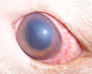 Glaucomul la câini cauzează, simptome, tratament